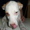 Dottie