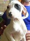 Dixie