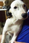 Bitsy