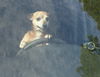 Scooby