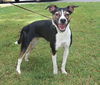 Millie