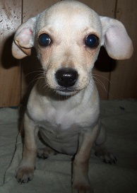Maxie