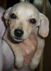 Maxie
