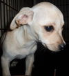 Maxie