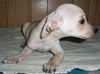 Maxie