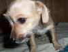 Samson