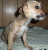 Samson