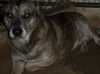 Sarge