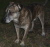 Sarge