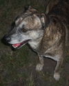 Sarge
