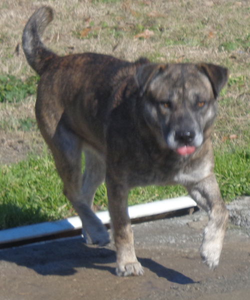 Sarge