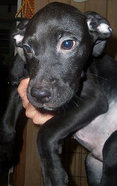 Ryker
