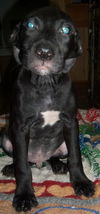 Ryker
