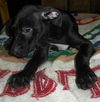 Ryker