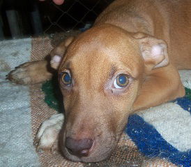 Roxie