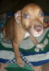 Roxie