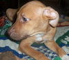 Roxie