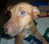 Roxie