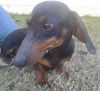 Oscar