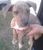 Buster
