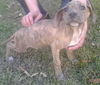 Buster