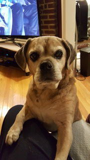 Pudgie