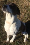 Buddy