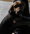 Bruce