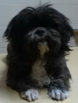 Chase