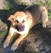 Sheba