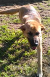 Sheba