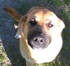 Sheba