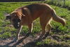 Sheba