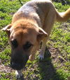 Sheba