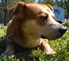 Doby