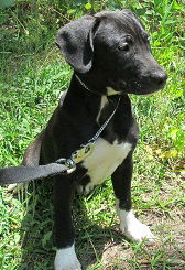 Josie