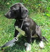 Josie