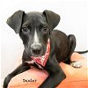 adoptable Dog in  named Dexter