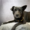 adoptable Dog in , AR named Velvet