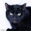 adoptable Cat in , AR named Twilight