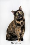 adoptable Cat in  named Roxanne
