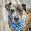adoptable Dog in  named Emory