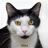 adoptable Cat in , AR named Silas