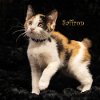 adoptable Cat in , AR named Saffron