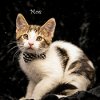adoptable Cat in hot springs village, AR named Moe