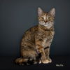 adoptable Cat in , AR named Nesta