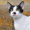 adoptable Cat in Hot Springs Village, AR named Traci