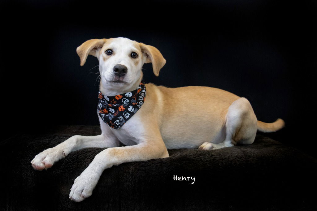 adoptable Dog in Hot Springs Village, AR named Henry