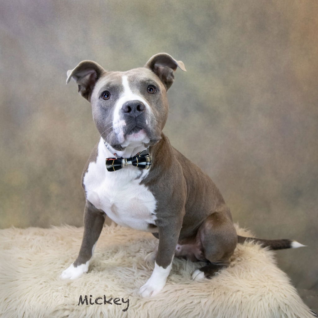 adoptable Dog in Hot Springs Village, AR named Mickey