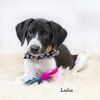 adoptable Dog in , AR named Lulu